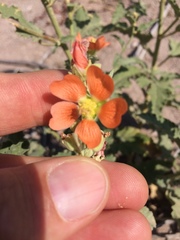 Sphaeralcea incana