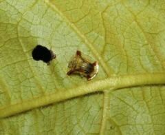 Meroscalsis blackburni