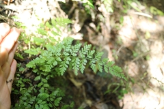 Asplenium hookerianum