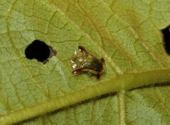 Meroscalsis blackburni