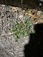 Parietaria pensylvanica