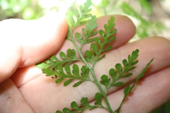 Asplenium hookerianum