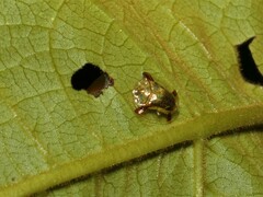 Meroscalsis blackburni