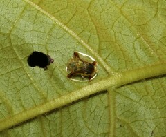 Meroscalsis blackburni