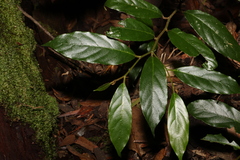 Alangium polyosmoides tomentosum