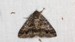 Eudesmeola lawsoni