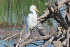 Ardea intermedia plumifera