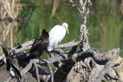 Ardea intermedia plumifera