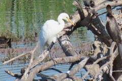 Ardea intermedia plumifera