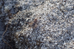 Nambungia balyarta