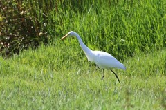 Ardea intermedia plumifera