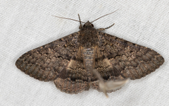 Eudesmeola lawsoni