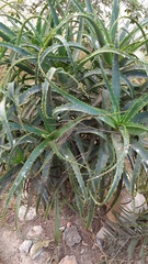 Aloe vera