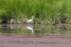 Ardea intermedia plumifera