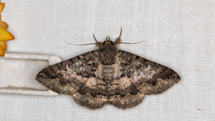 Eudesmeola lawsoni