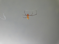 Argyrodes