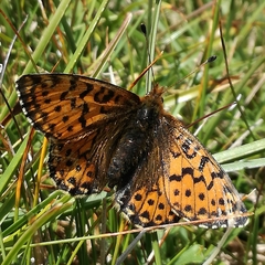 Boloria pales