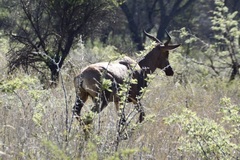 Damaliscus lunatus lunatus