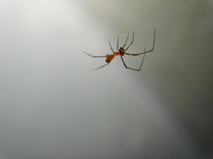 Argyrodes