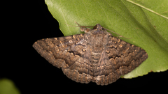 Eudesmeola lawsoni
