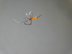 Argyrodes