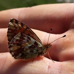 Boloria pales