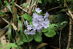 Primula ovalifolia