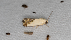 Acontia