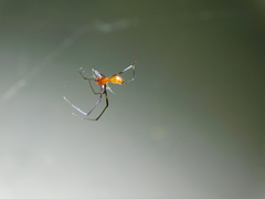 Argyrodes