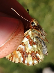 Boloria pales