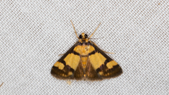 Deuterarcha xanthomela