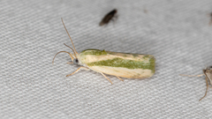 Earias huegeliana