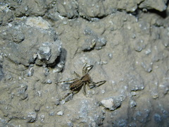 Spartaeus spinimanus