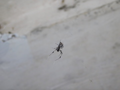 Zosis geniculata