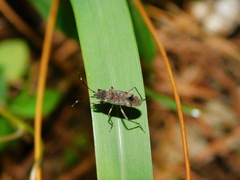 Elasmolomus squalidus