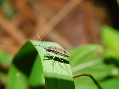 Elasmolomus squalidus