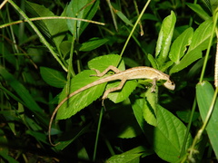 Calotes versicolor