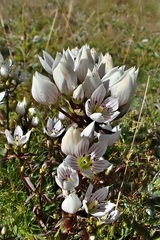 Gentianella tenuifolia