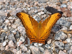 Vindula erota saloma
