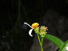 Bidens