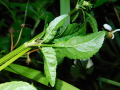 Bidens
