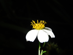 Bidens