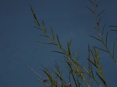 Dendrobium setifolium