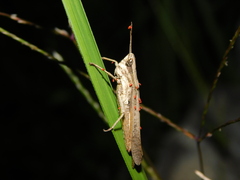 Phlaeoba fumosa