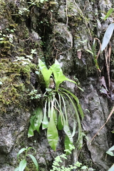 Ypsilandra thibetica