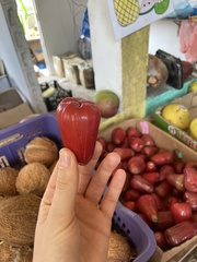 Syzygium samarangense