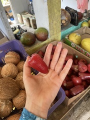 Syzygium samarangense