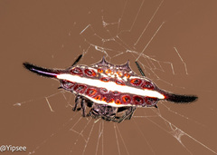 Gasteracantha diardi