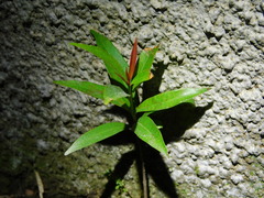 Syzygium myrtifolium