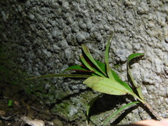 Syzygium myrtifolium